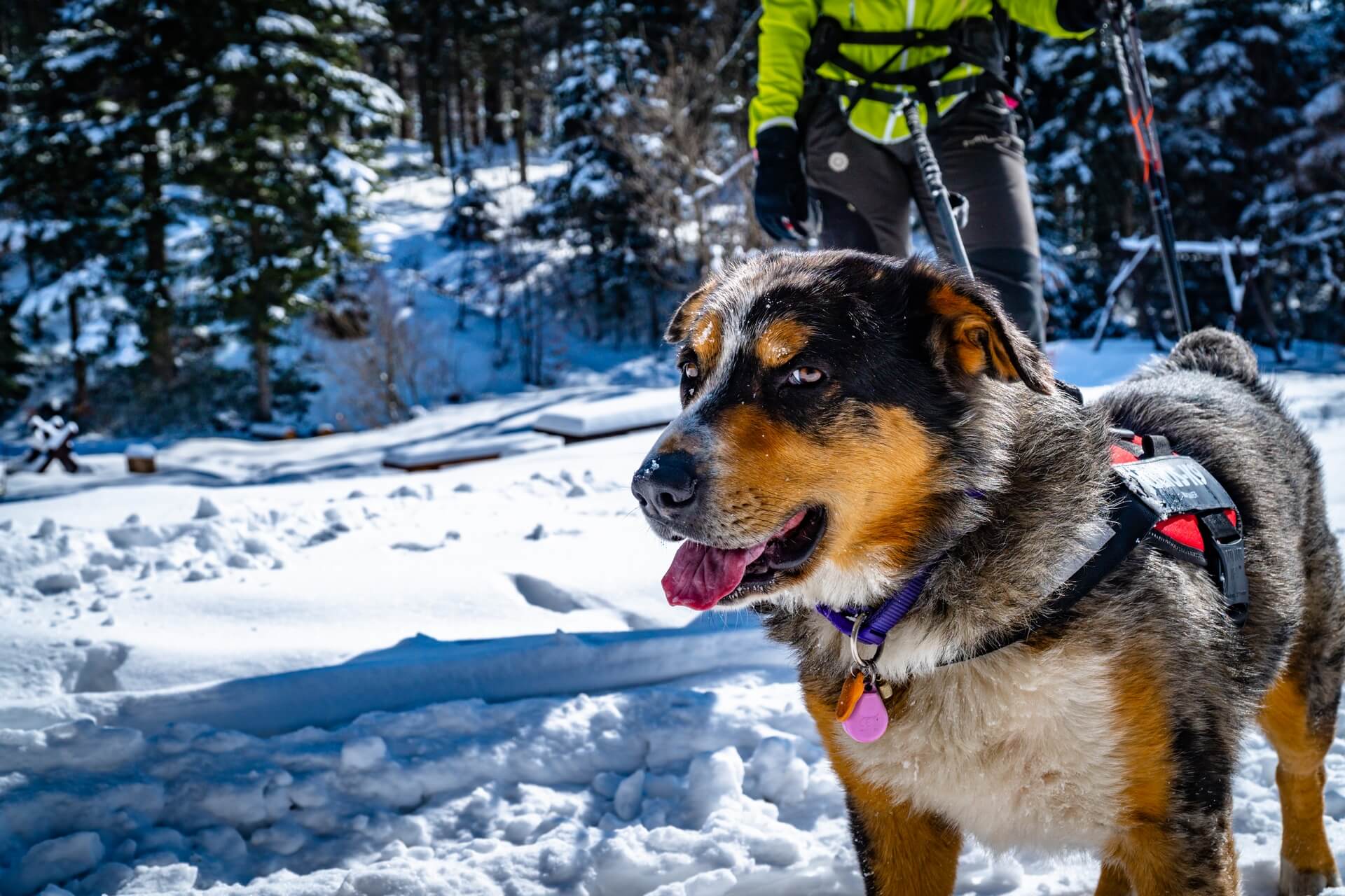 Dogtrekking to swietny sposob na polaczenie spacerow i wycieczek gorskich