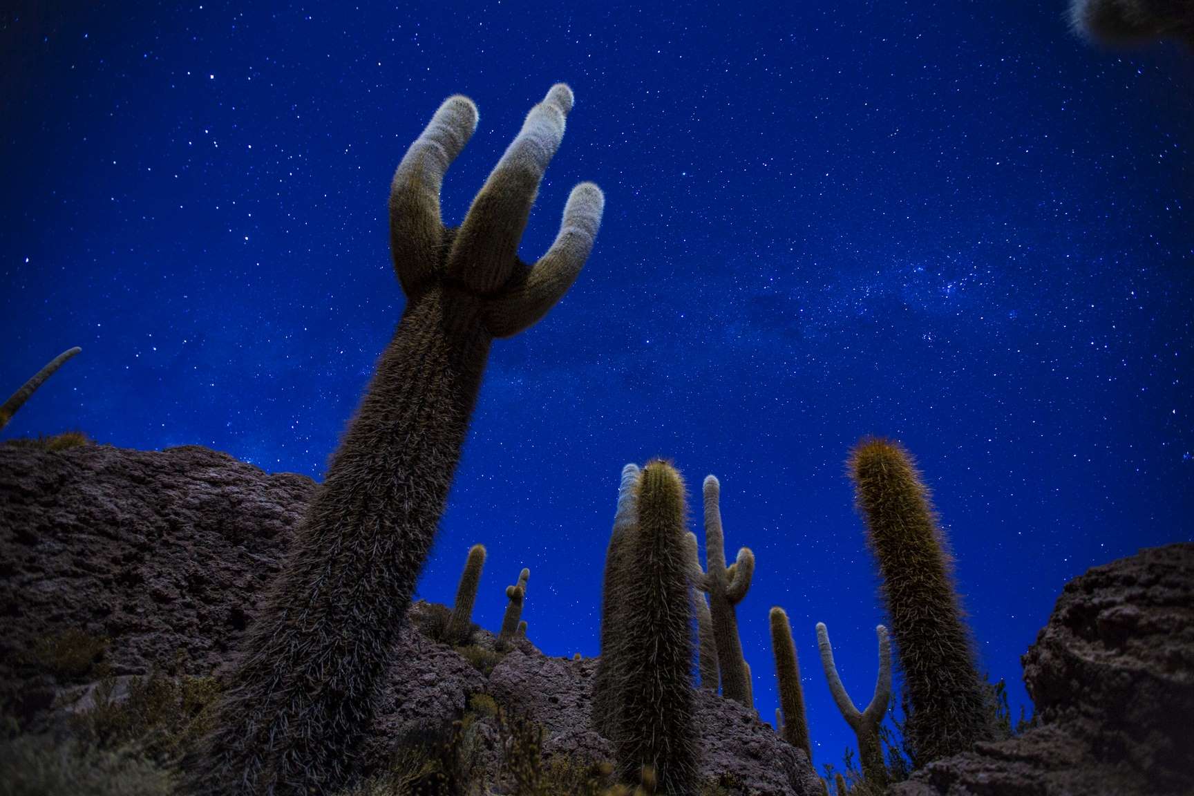 Setki olbrzymich kaktusów porastających wyspę Incahuasi, Salar de Uyuni, Boliwia